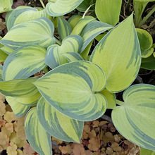 批发六月玉簪盆栽花卉  绿色小植物 阳台的绿景