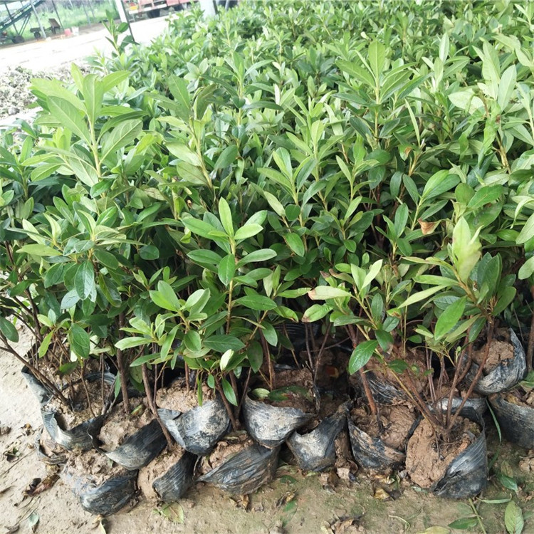 毛杜鹃花苗锦绣杜鹃绿化带篱笆工程色块四季常青室外庭院植物盆栽