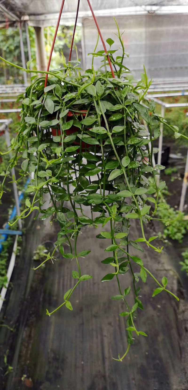 【基地直销】多肉植物 办公桌绿植盆栽室内花卉 小吊翡翠恋