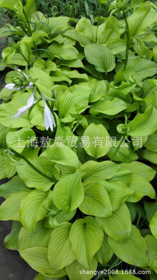 批发 青叶巨无霸玉簪盆栽 玉簪绿植花卉 组培植物盆栽