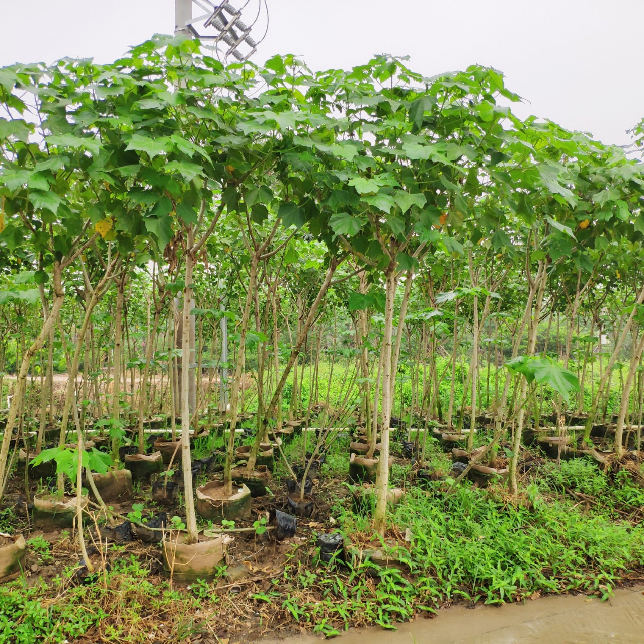 供应木芙蓉35cm袋苗单杆芙蓉花容器假植苗