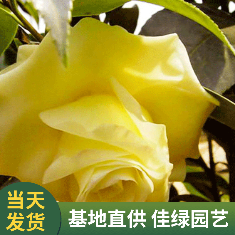 现货供应黄的旋律金茶花 山茶花苗 茶花家居 玫瑰茶花 供应茶花