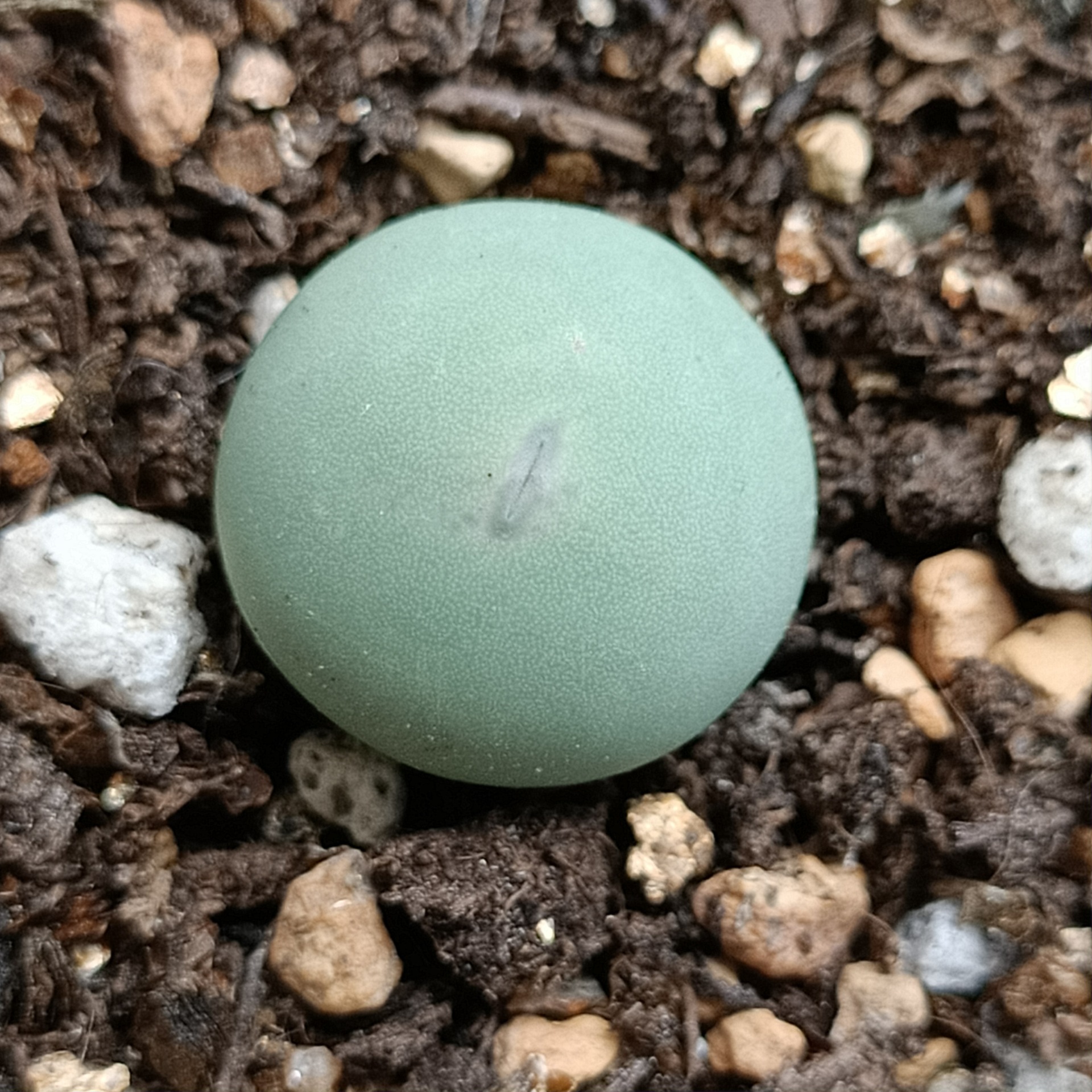 鸽子蛋生石花肉锥多肉植物肉肉植物石生花屁股花屁屁花-阿里巴巴