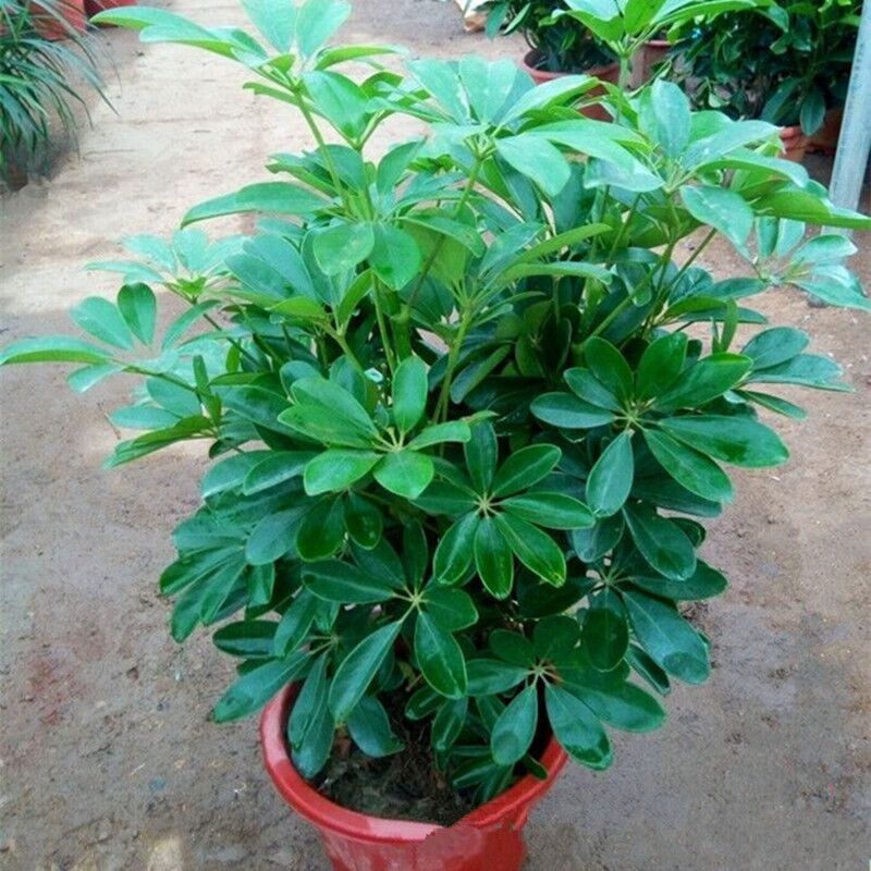鸭脚木批发鸭掌木桌面盆栽室内观叶盆景八方来财大型盆栽净化空气