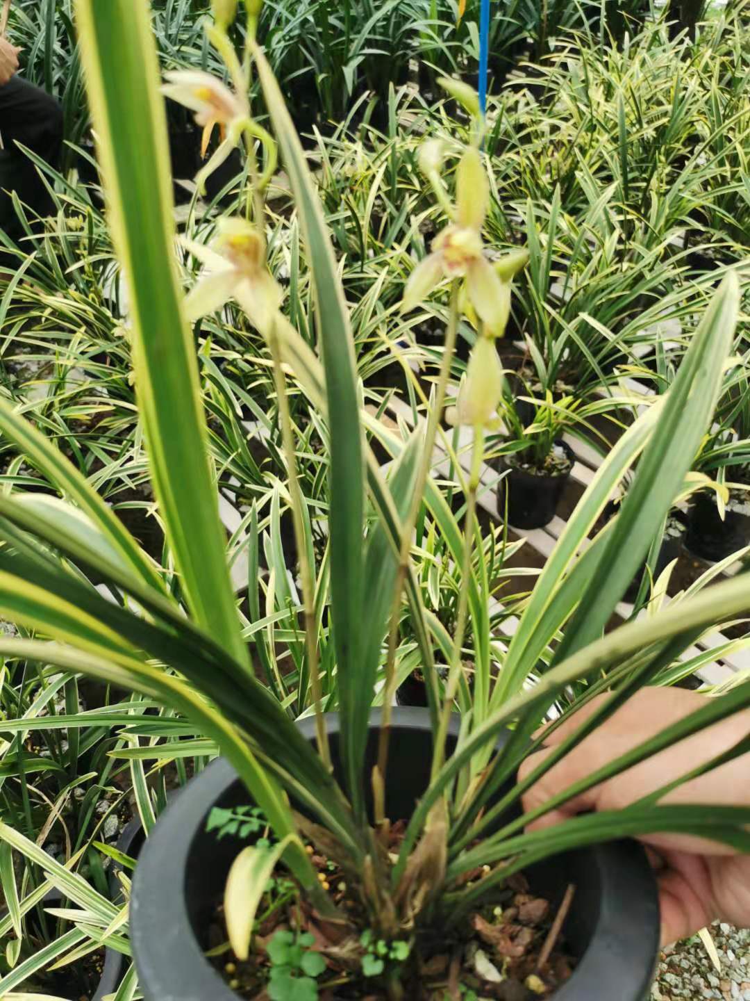 兰花锦旗建兰浓香兰草四季室内花卉盆栽盆景