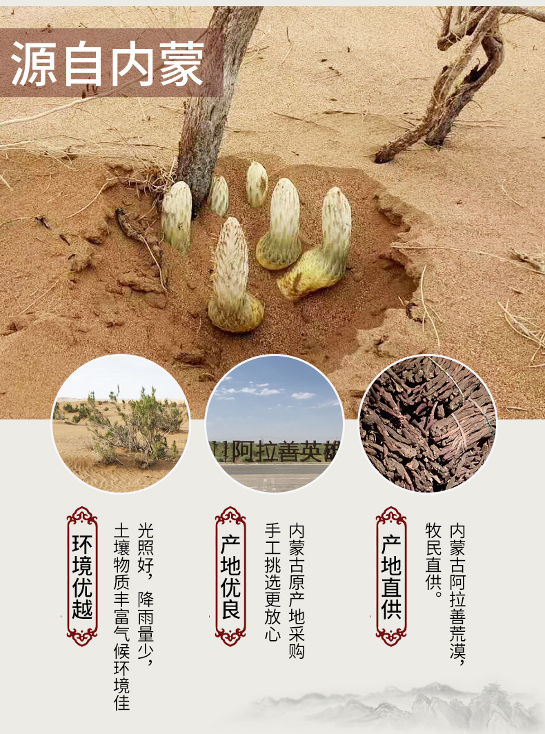 产地货源阿拉善精选肉苁蓉鲜干片荒漠特产秋季油苁蓉切片包装礼盒