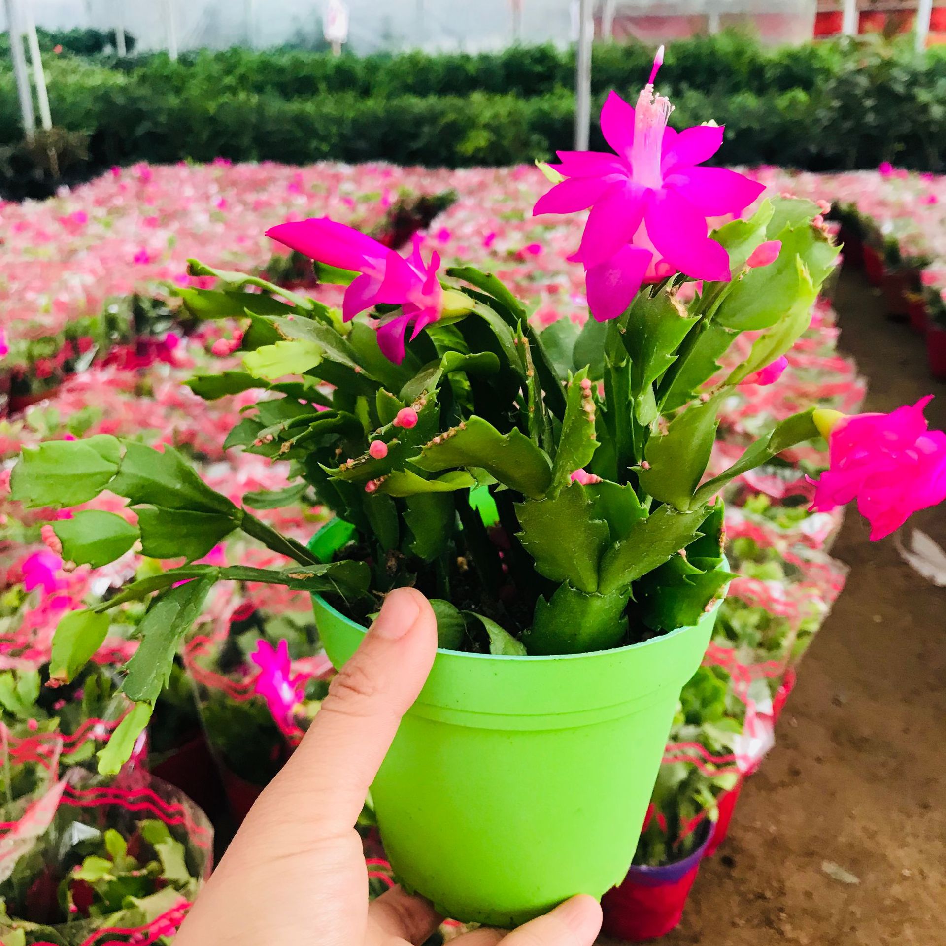 基地直销四季盆栽蟹爪兰室内外盆栽蟹爪兰销售观赏观花观叶蟹爪兰