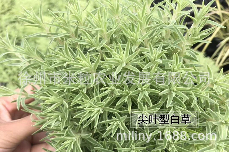 厂家批发五色草白草红绿草景观绿雕用草佛甲草彩叶草屋顶绿化用草