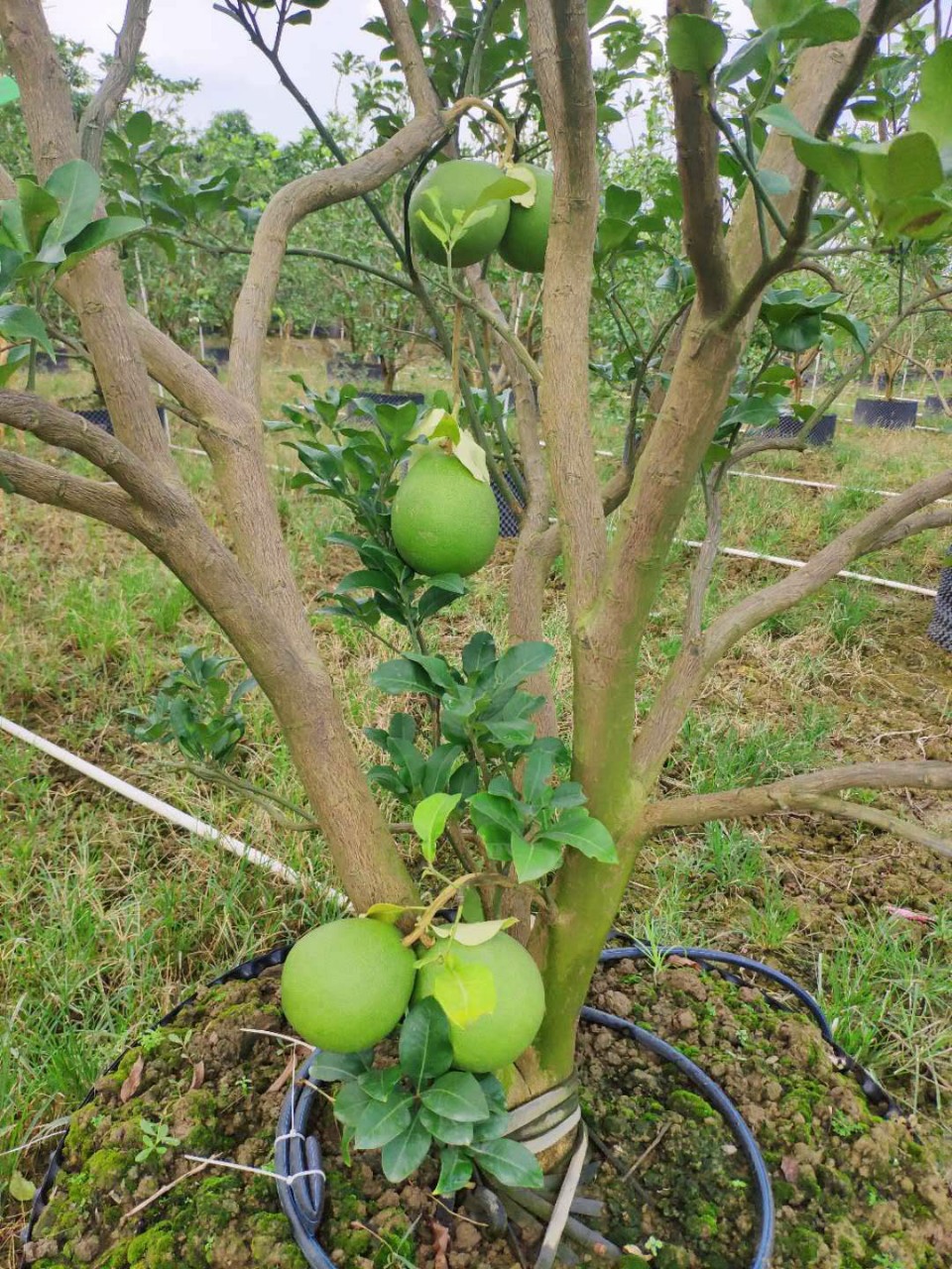 907供应 丛生柚子树 蜜柚 3-3.5米高假植苗 绿化果树