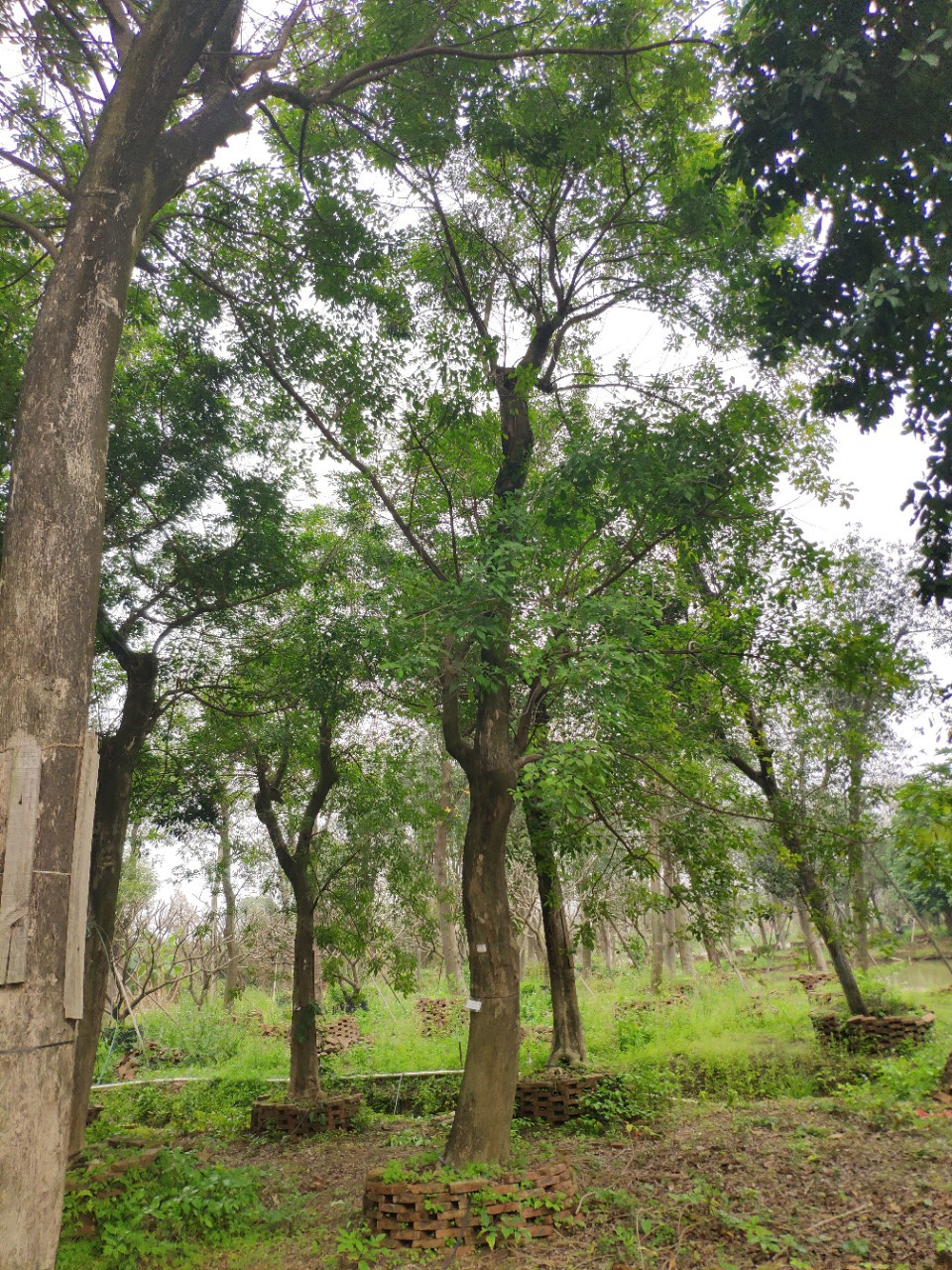 903供应 铁观音树 25-35cm 大树 假植苗 观音木