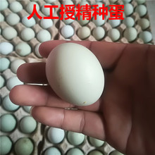 剔除畸形蛋 绿壳蛋受精蛋孵化蛋 大批量绿壳蛋鸡苗 ,四川黑鸡种蛋