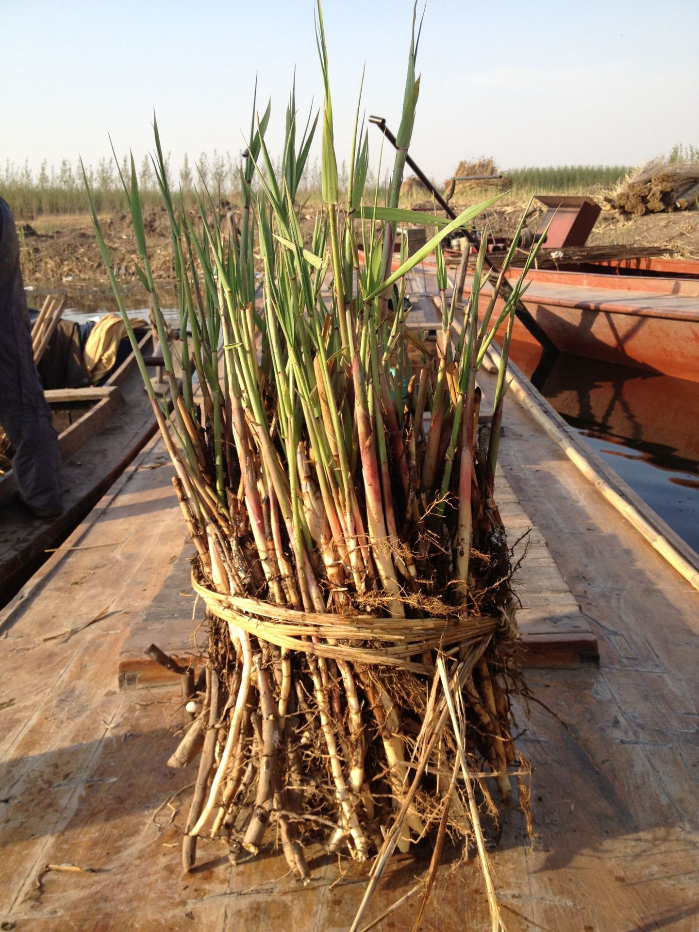 厂家专业种植销售白洋淀一级芦苇苗荷花睡莲种苗藕苗藕种水体绿化