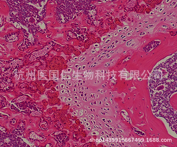 冷冻切片→脱蜡至水→苏木素染核(水洗,分化,返蓝)→伊红染色→脱水