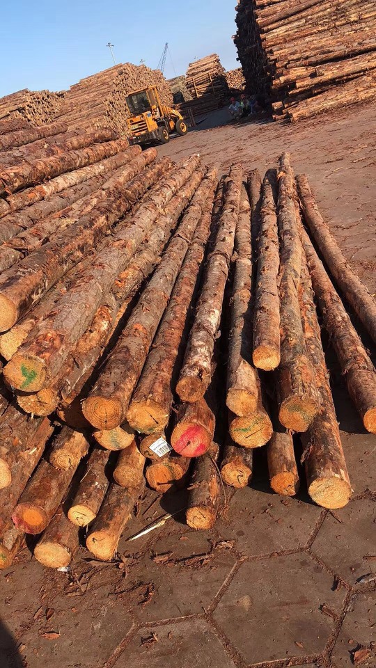 江浙沪防汛木桩松木桩杉木桩三米四米六米打桩木