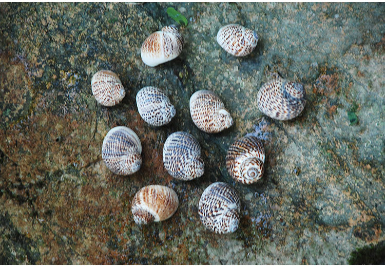 鸟蛋螺 diy墙贴装潢鱼缸地台 婚礼地中海风情家居装饰 小海螺贝壳