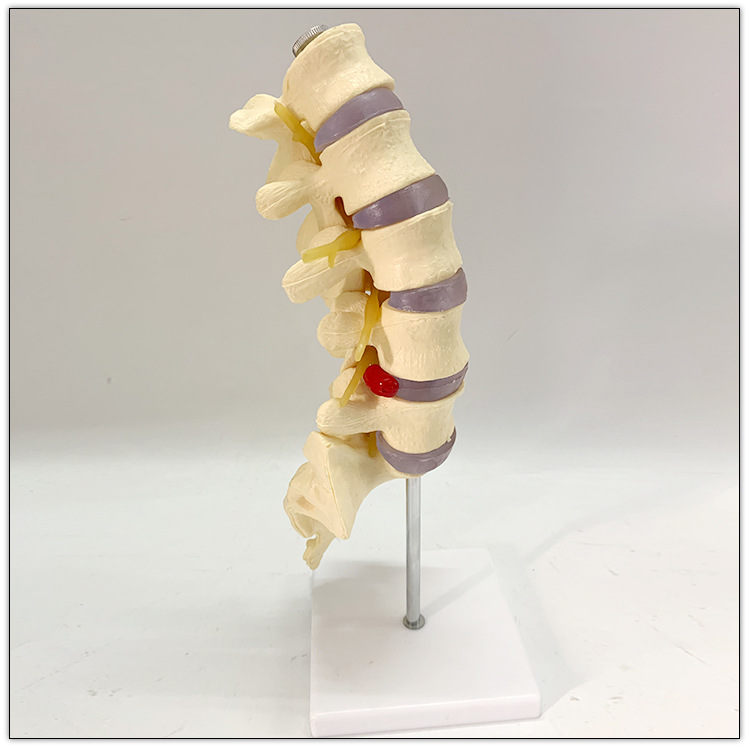 脊椎腰椎模型1:1人体骨骼模型骨架仿真正骨拼装医用教学可拆卸