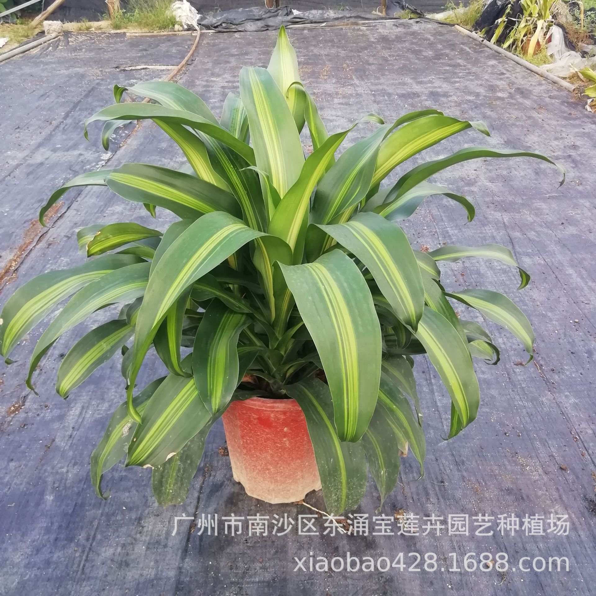 源头基地园林花卉盆栽批发办公居家绿植三株装 金心美人铁5盆起