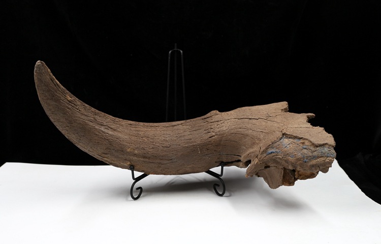 冰河时期动物牛角化石野牛角化石原石动物骨头化石古生物化石标本