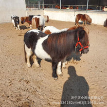 四川附近有没有小矮马的  肩高一米多点的矮马什么价格一匹