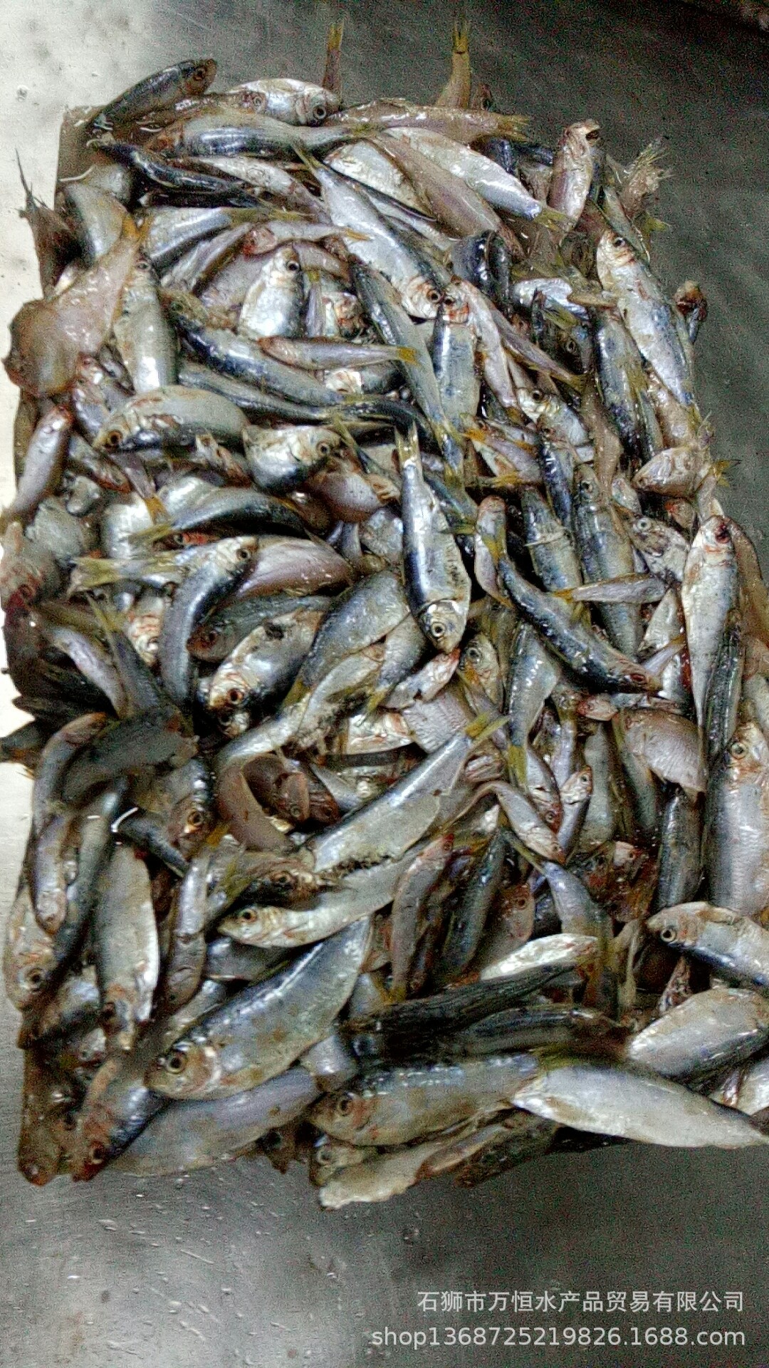 石狮万恒水产批发新饲料冻片饲料鱼 青兰 白只 杂鱼 6.5公斤一件