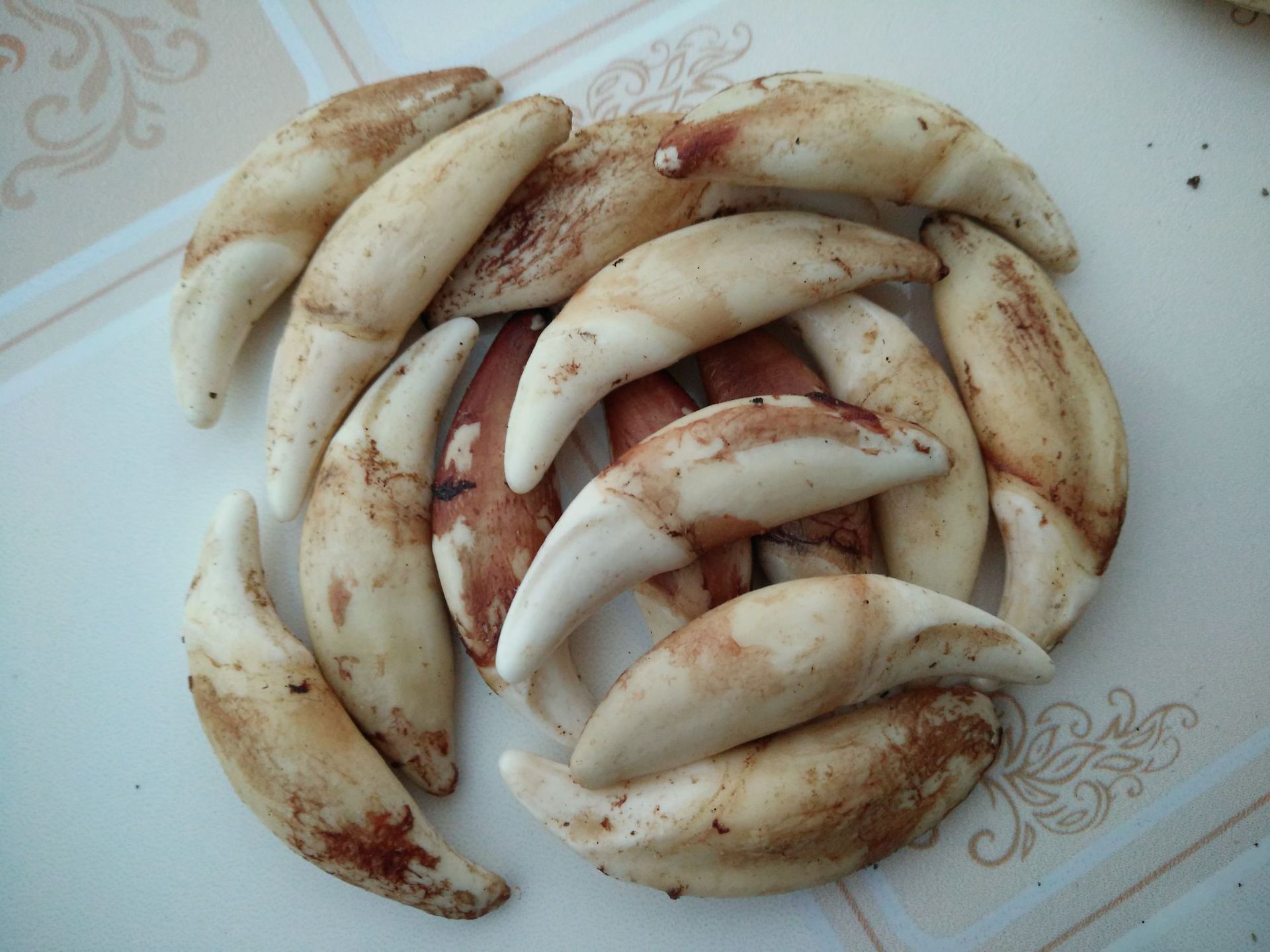 真狗牙批发饰品狼牙吊坠黑狗牙藏獒牙项链手链脚链地摊货源藏银套