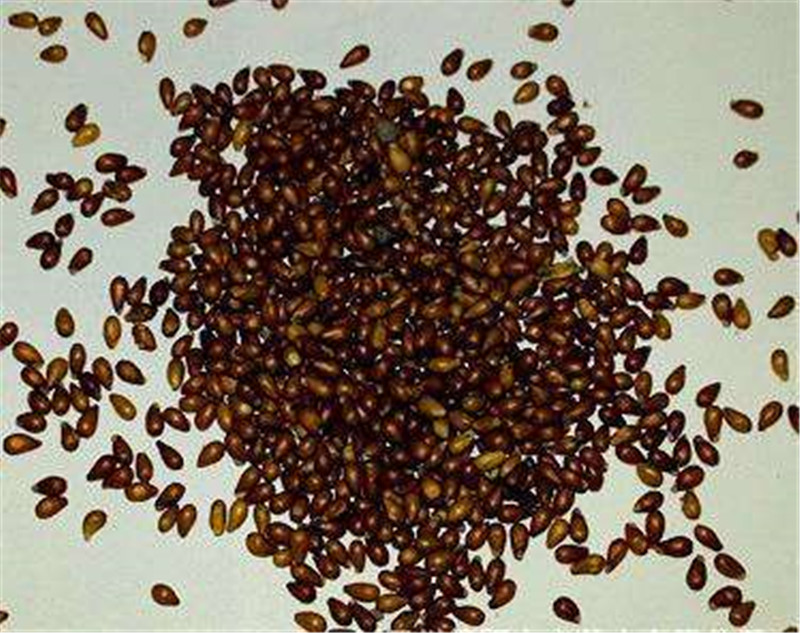 三色堇种子 蝴蝶花 庭院阳台盆栽露地种植中 可作吊篮容易爆盆