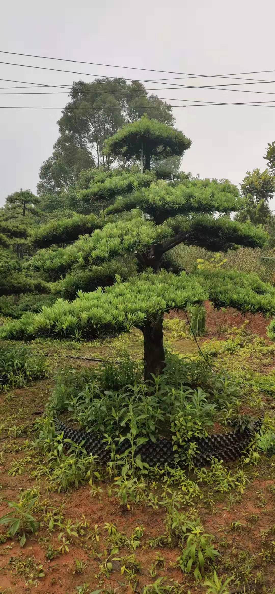 批发造型罗汉松园林工程绿化精品庭院树 湖南基地直销量大从优