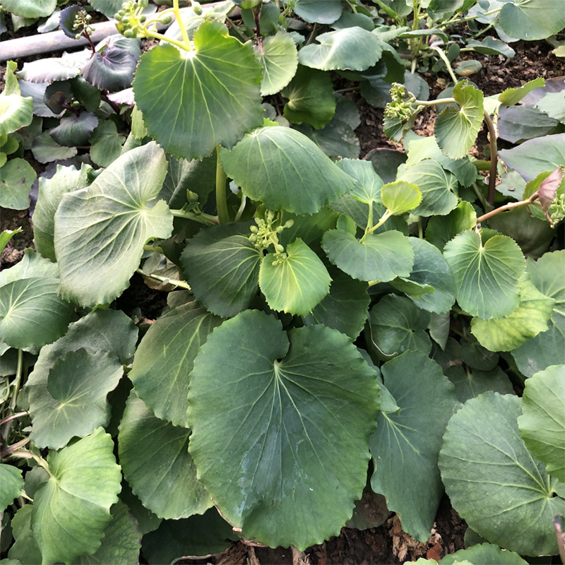 硒蛋白 水溶性硒蛋白植物有机硒活性硒壶瓶碎米荠 虎耳金荠菜