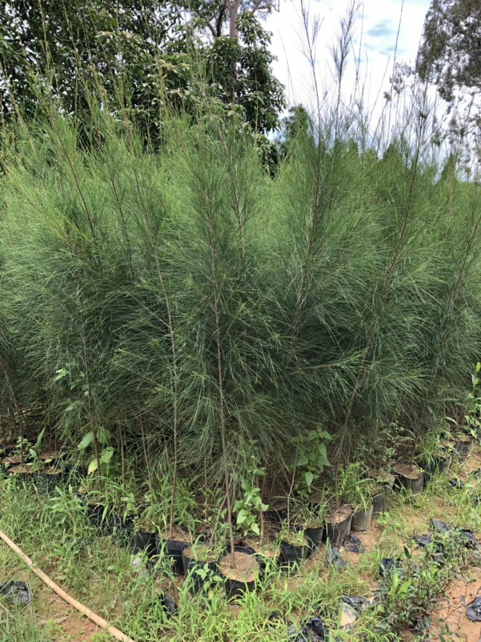 906供应 木麻黄 马尾松 1.5-2米高杯苗 沿海防护林树