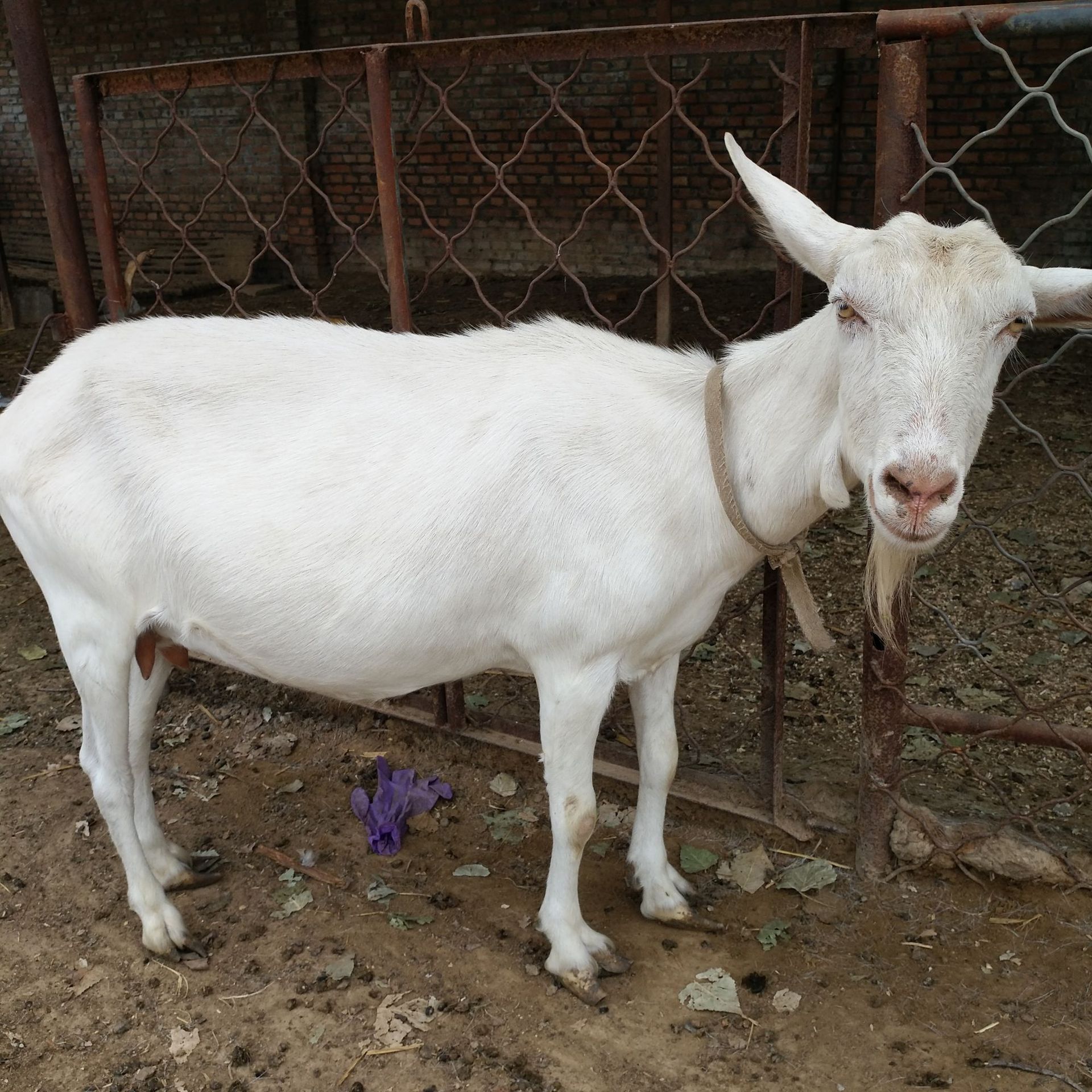 广东 关中 莎能奶山羊 养殖基地 奶山羊价格 肉羊羊羔养殖供应