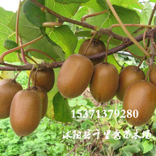 批发猕猴桃种子奇异果狐狸桃藤梨猴仔梨杨汤梨种子质优价低新种