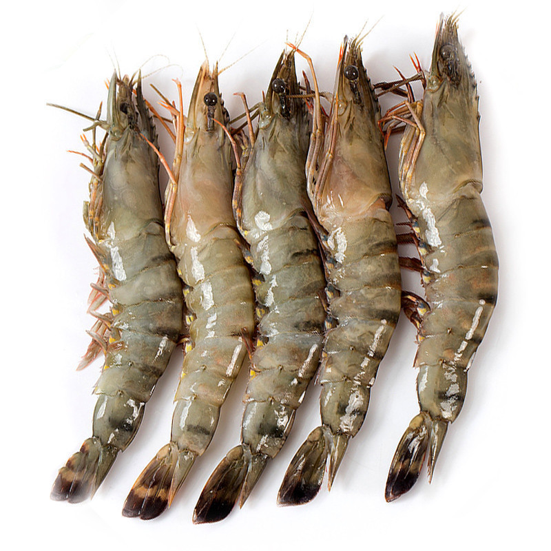 越南黑虎虾批发老虎大对虾明虾斑节虾海鲜草虾海虾海鲜虾16只左右