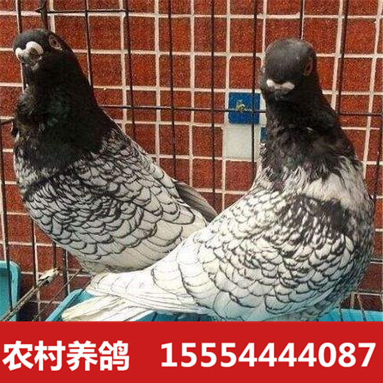 麻背观赏鸽子养殖场,栏杆观赏鸽出售,专业养殖观赏鸽-阿里巴巴