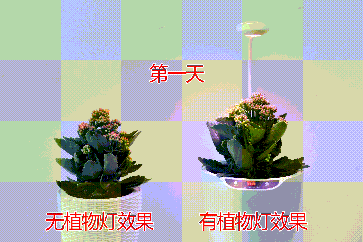 盆景 盆栽 植物 720_480 gif 动态图 动图