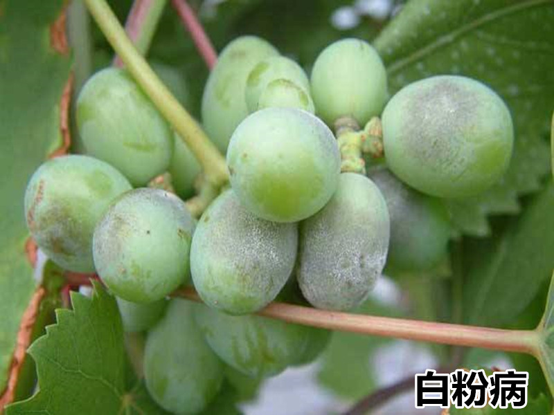 德国拜耳露娜森黄瓜靶斑病香蕉斑点病花卉白粉病农药杀菌剂100ml