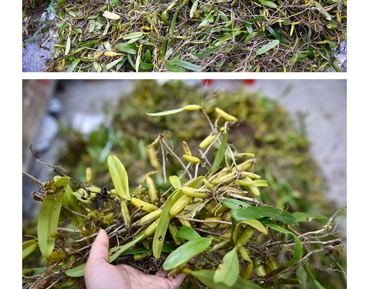 【石橄榄】产地大货批发优质石仙桃一件代发独叶岩珠食材淘宝货源