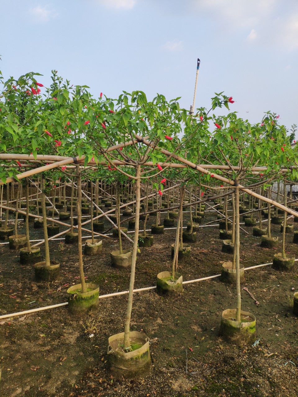 909供应 单杆 树型 吊灯花 吊钟花 3-4cm袋苗 四季开花 基地直销