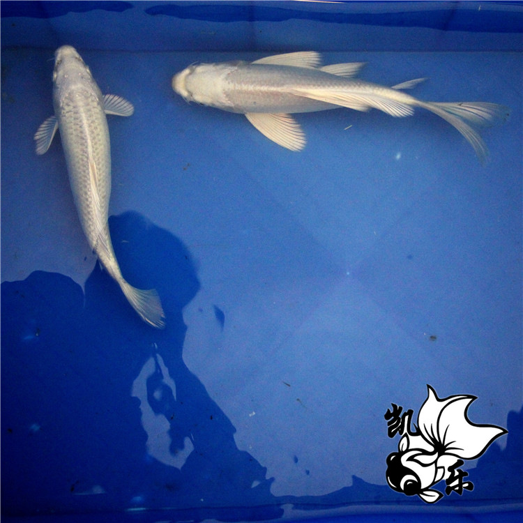 25~30cm规格优质白金锦鲤银白色锦鲤日本白金锦鲤观赏鱼活体批发