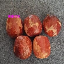 佛心果菩提