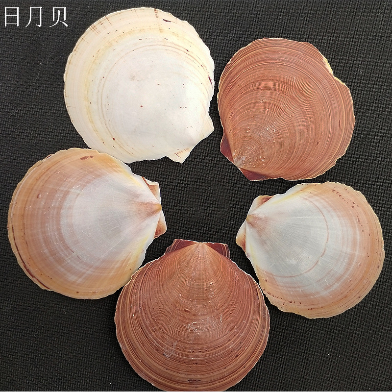 厂家直销 天然海螺贝壳 鱼缸水族箱造景摆件 日月贝 工艺原料批发