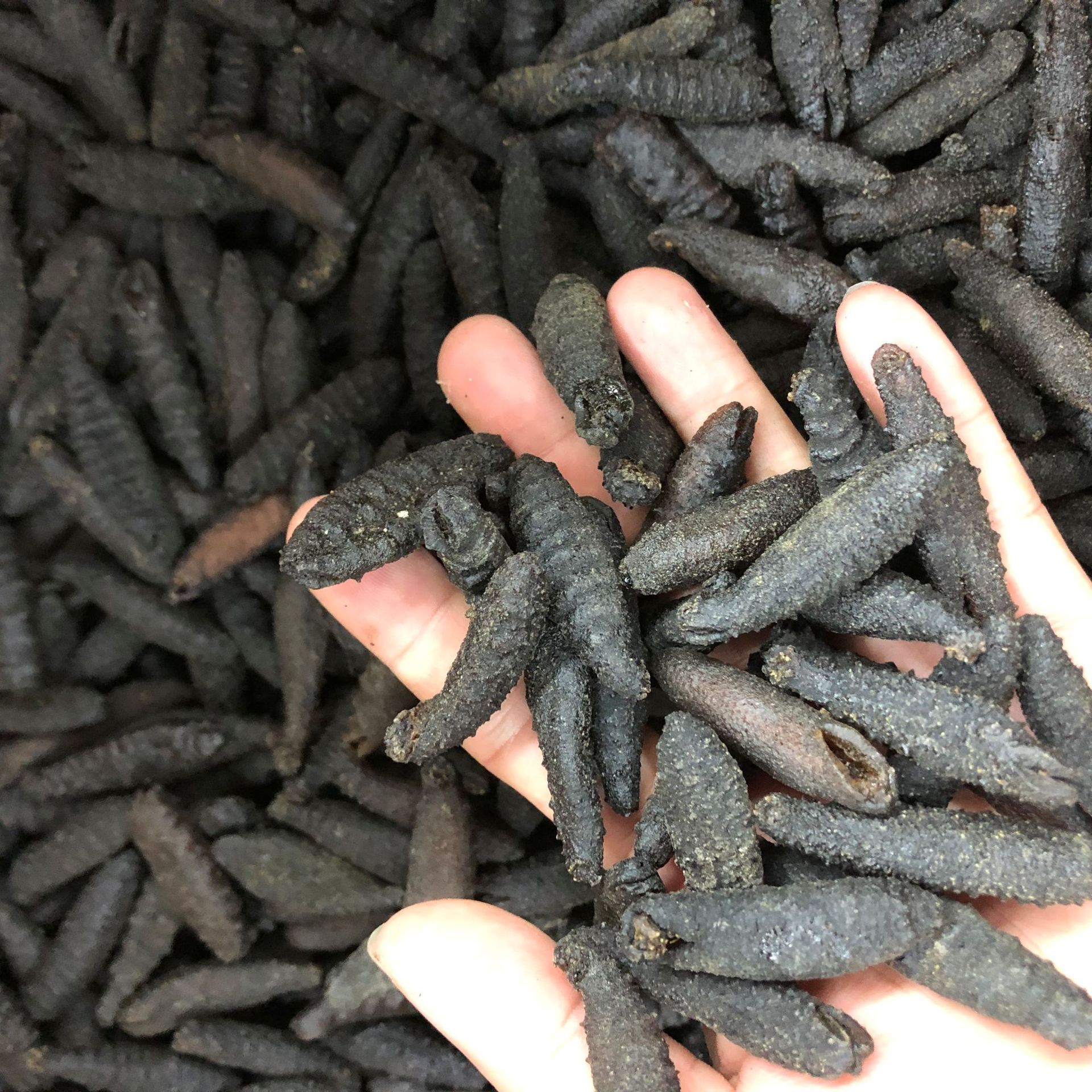 批发渠道深海天然野生海参 龙纹参 黑刺参 螺纹参 南美淡干干贷