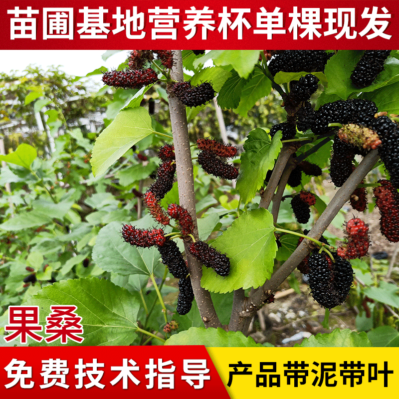 2-5年桑葚苗桑果树苗当年结果 长果桑苗果桑苗桑葚树种苗批发