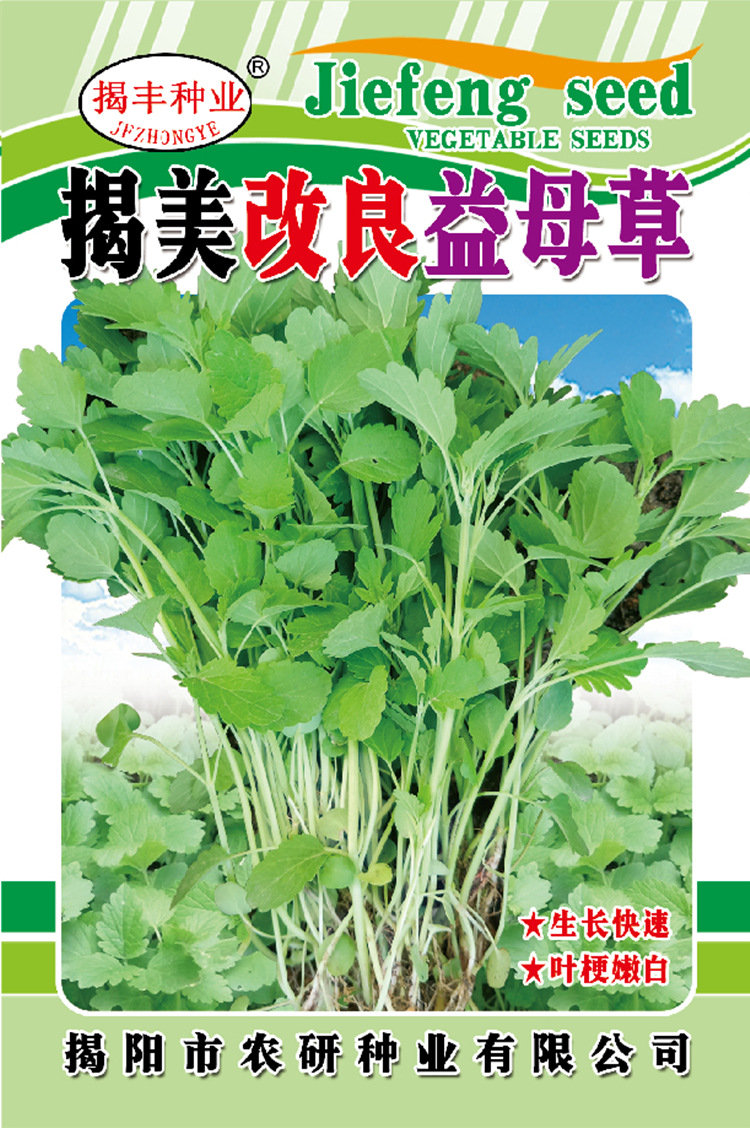 揭美10克改良食用益母草种子 中草药益母草籽 阳台盆栽四季蔬菜