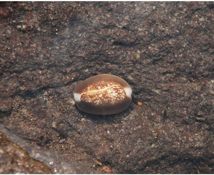 雪山宝螺批发家居水族装饰 天然贝壳海螺 鱼缸 工艺装饰 工艺装饰