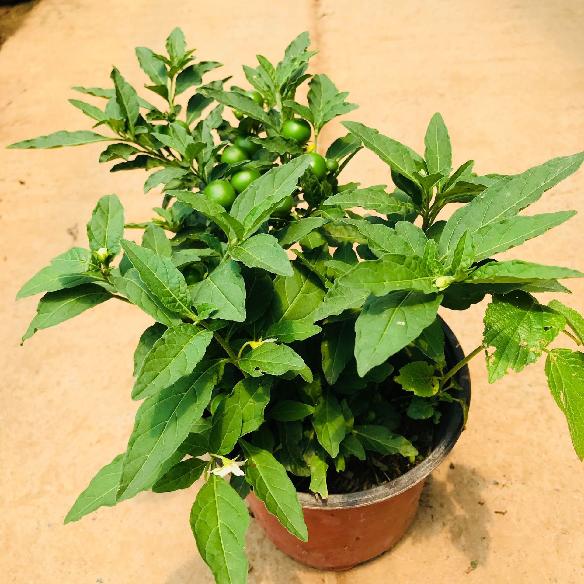 盆栽观果植物开心果室内外庭院趣味新奇盆在花卉开心果量大销售