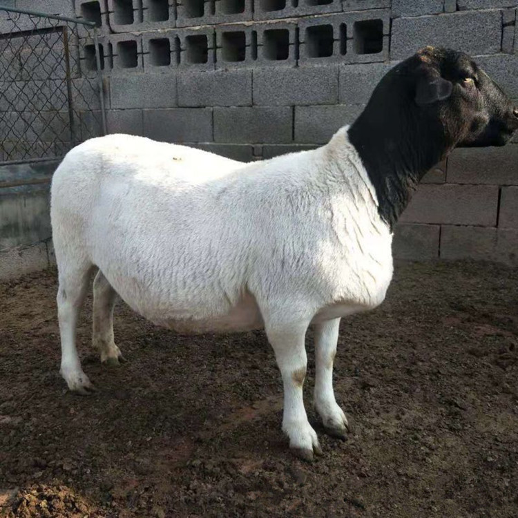 主营产品:西门塔尔牛;鲁西黄牛;波尔山羊;骑乘马;袖珍马;美国白山羊