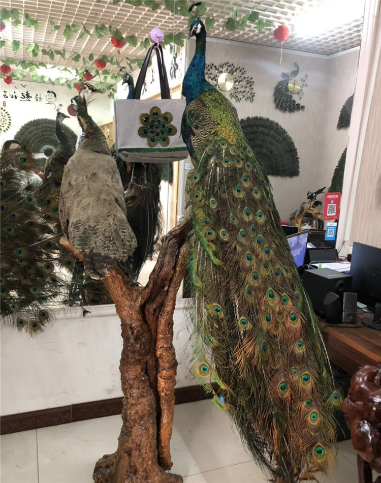 办公摆件蓝孔雀标本出售孔雀标本什么地方有制作的批发孔雀标本