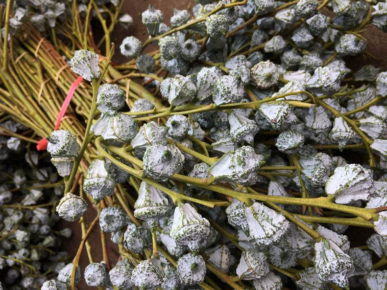 【尤加利】花店 云南昆明斗南鲜切花基地直发批发尤加利叶果