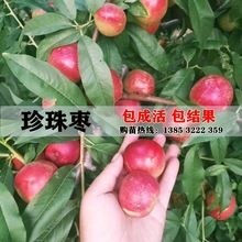 桃树苗 珍珠枣油桃苗 南北方种植奇迹果珍珠枣桃包邮