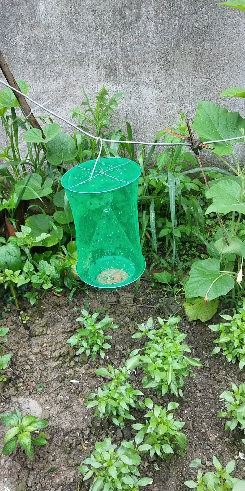 灭蝇笼 捕蝇笼 苍蝇笼 诱蝇笼 绿网苍蝇笼 绿色款苍蝇笼